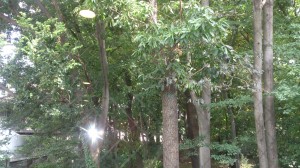 ホーム裏の森林