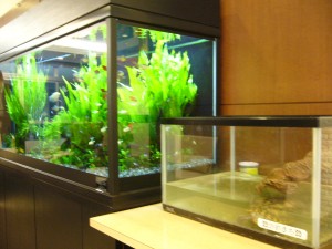 熱帯魚とかめきち