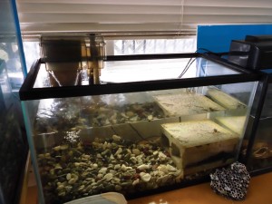 自慢のアクアリウム2