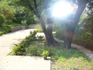 中庭（桃の木）